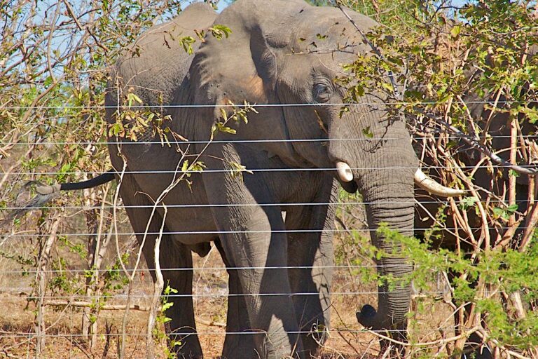 Count, connect, conserve: Southern Africa elephant survey points the way